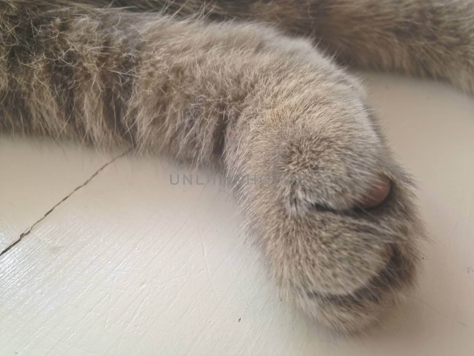 Brown cat paw