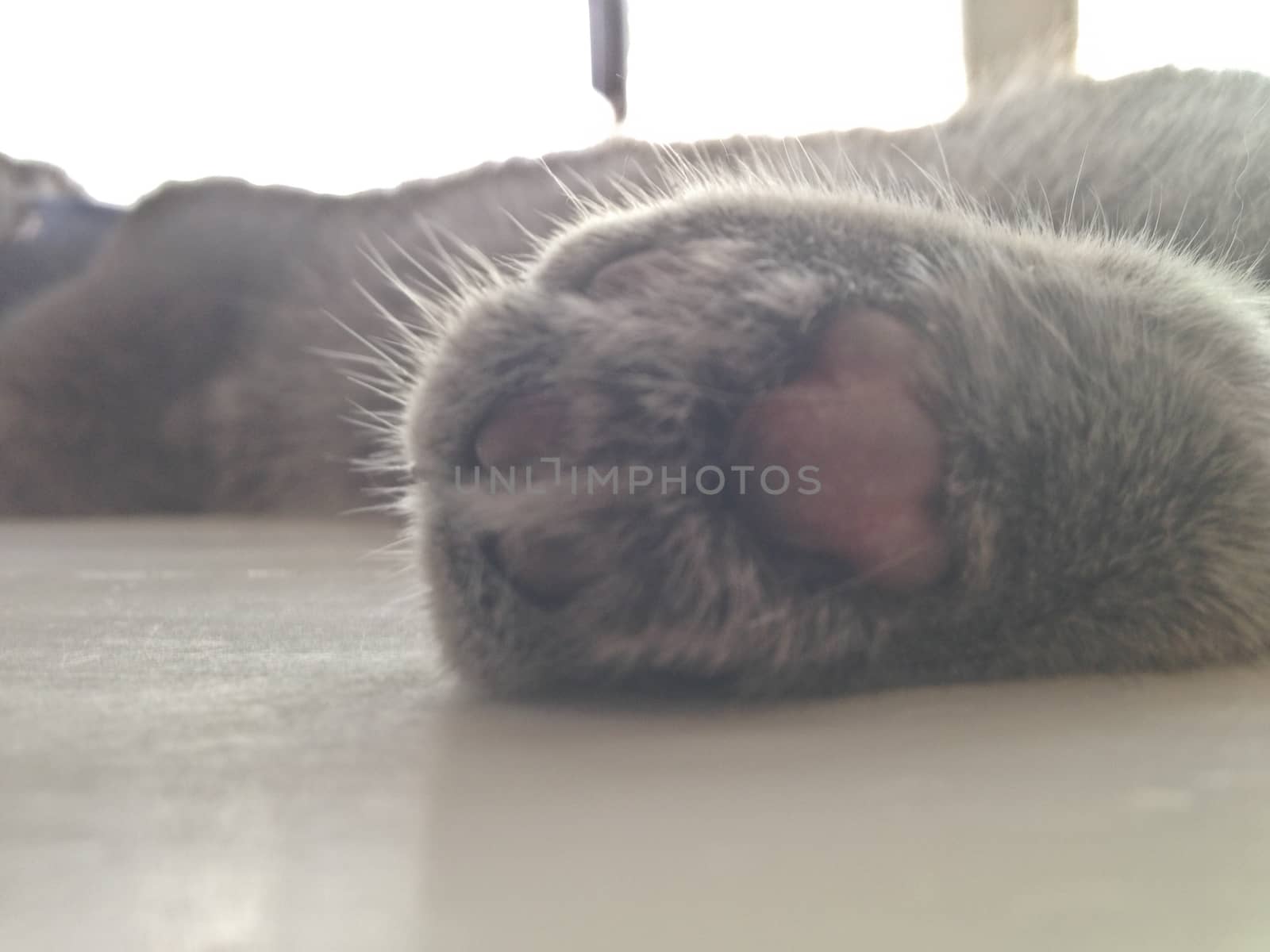 Brown cat paw foot