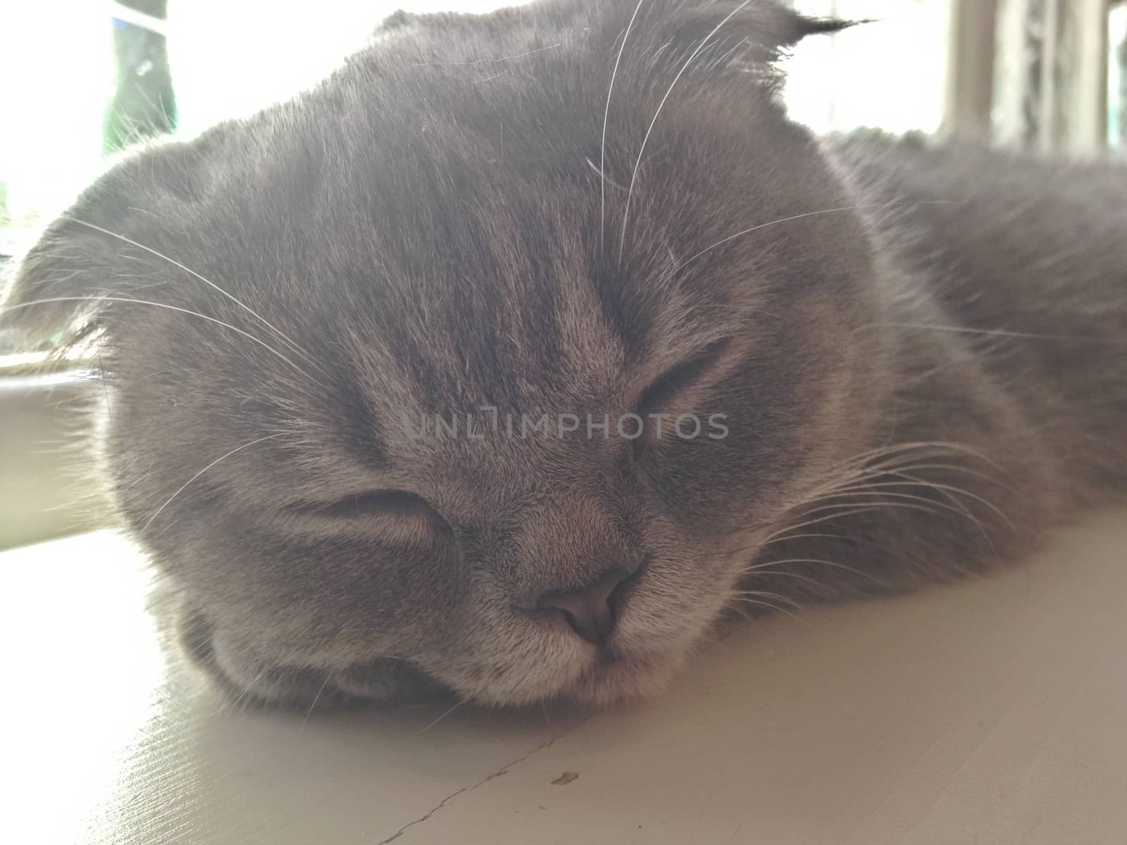 Sleepy grey cat on a table