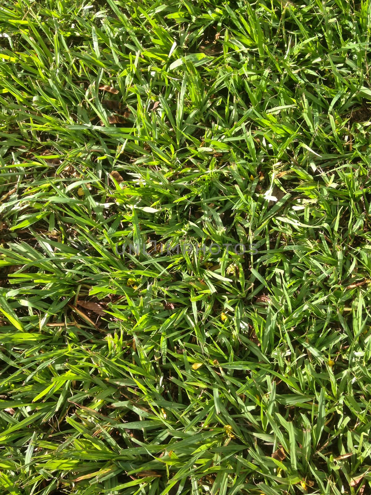 Green fresh grassy field for sport