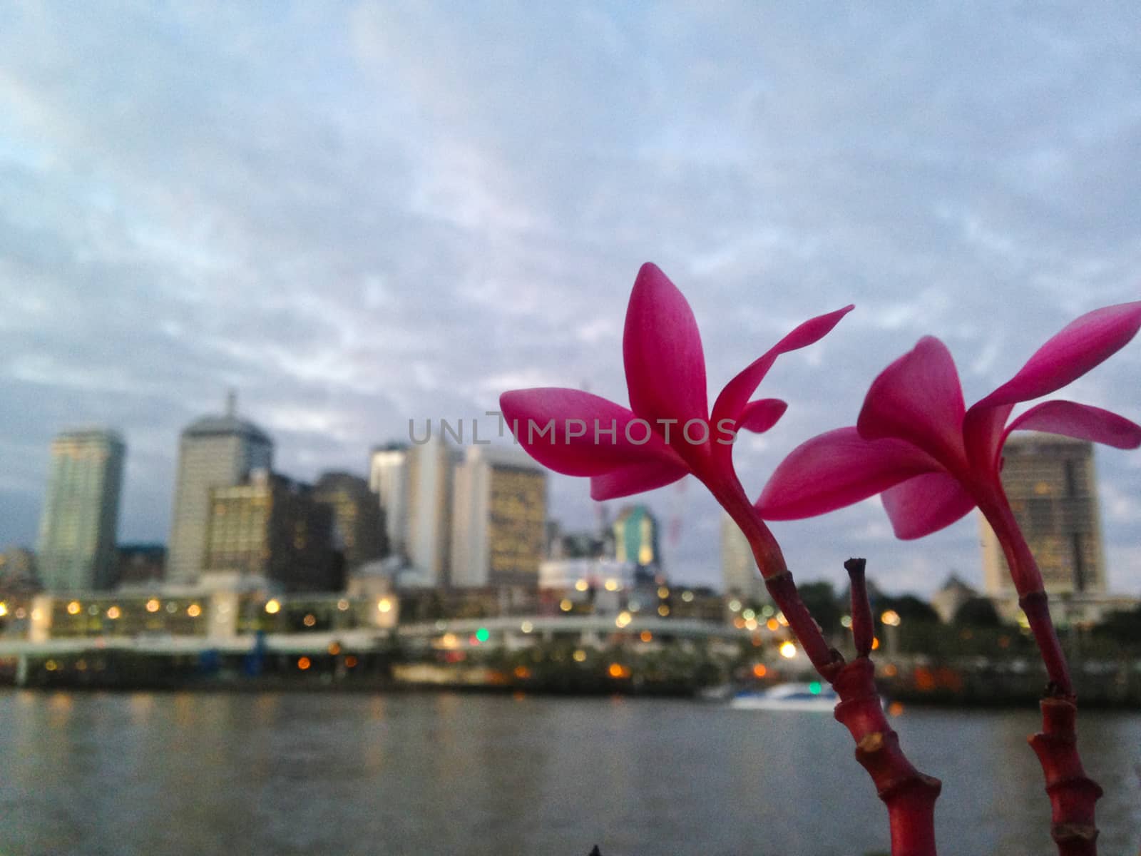 Pink plumeria flower and Brisbane city scape in Evening by eyeofpaul