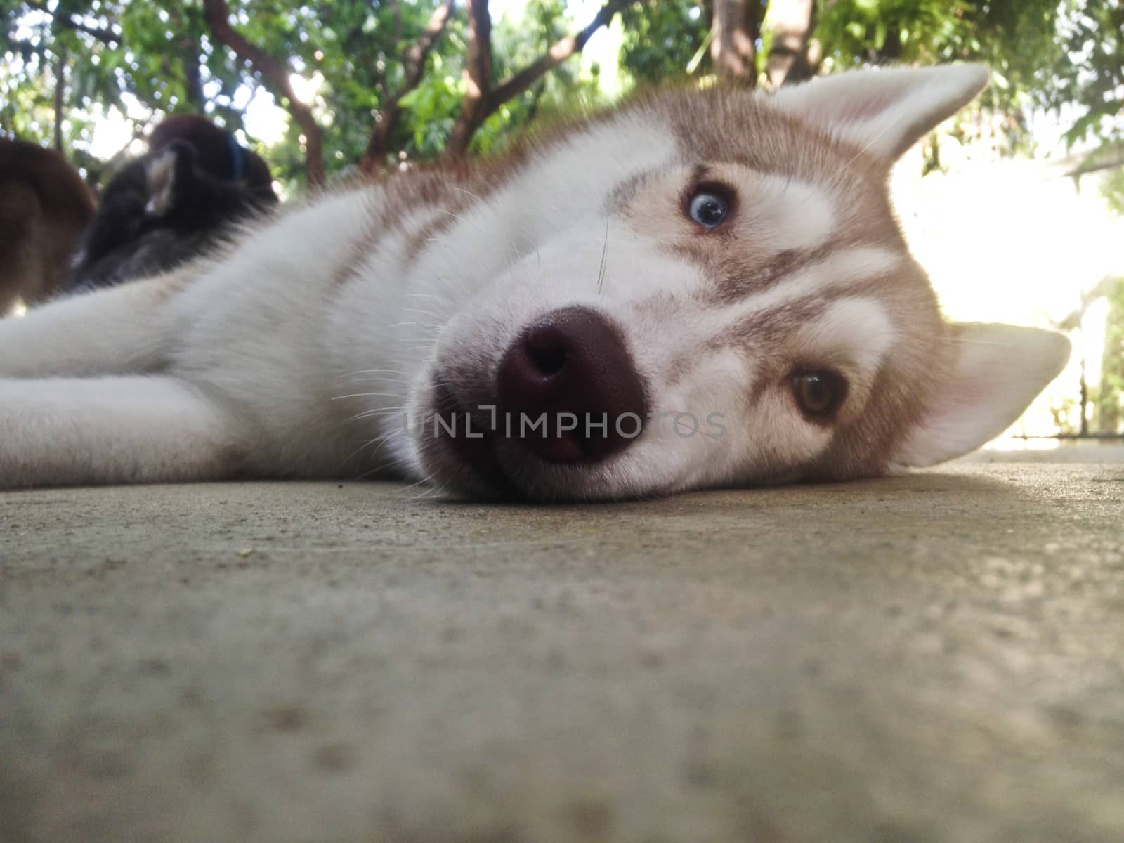 Brown husky curiously lay down and look
