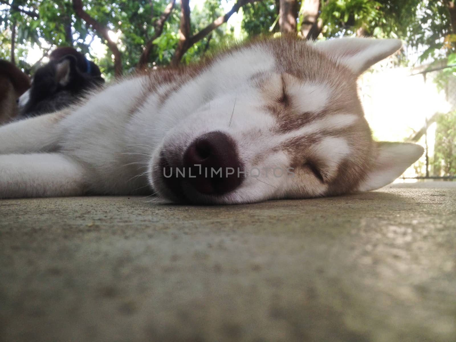 Brown Siberian Husky dog lay down sleep on floor by eyeofpaul