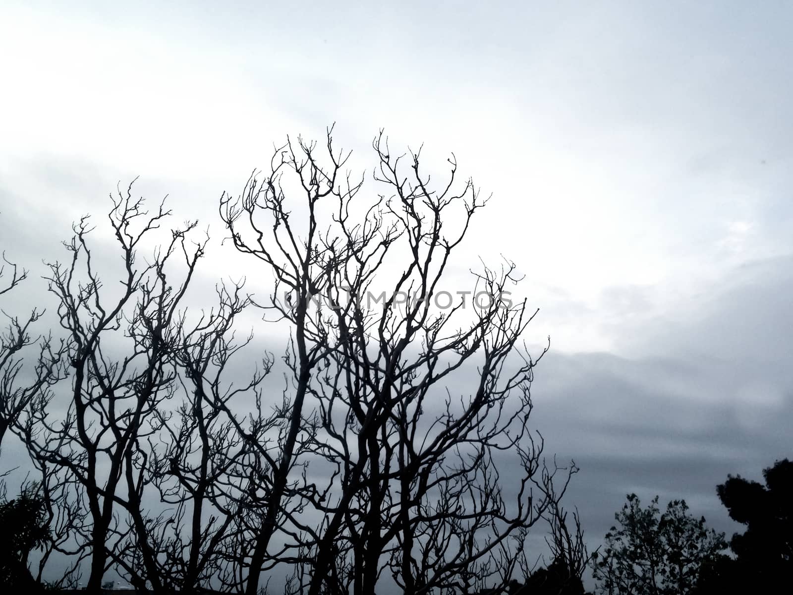 Dried winter tree branch silhouette by eyeofpaul