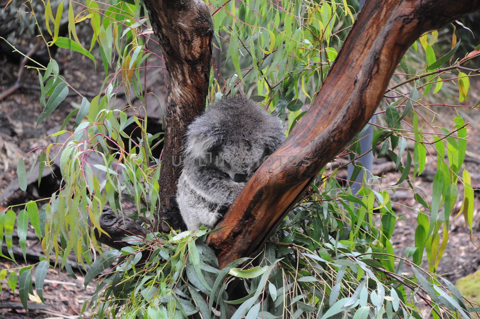 Sleeping koala on a tree by eyeofpaul