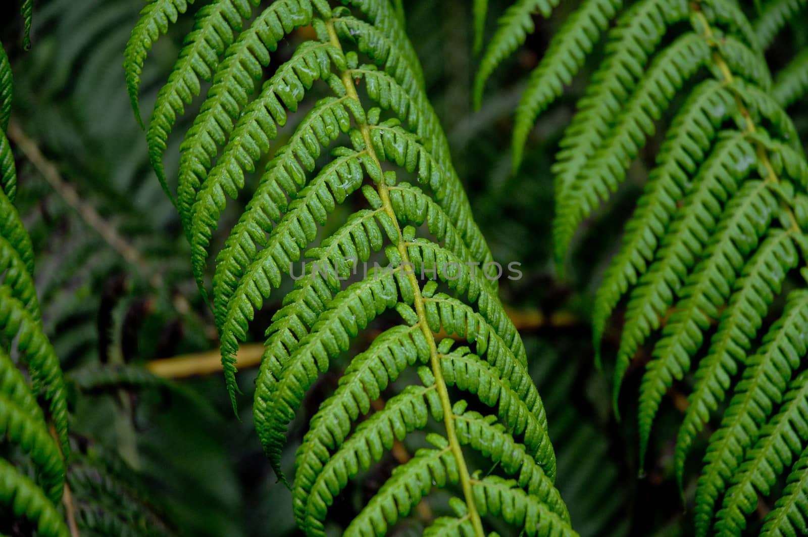 Wet greeny fern leaves by eyeofpaul