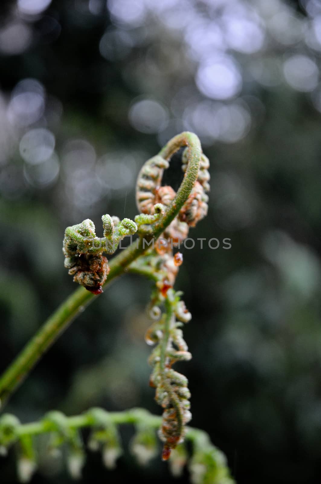 Tip of fern leaf in forest