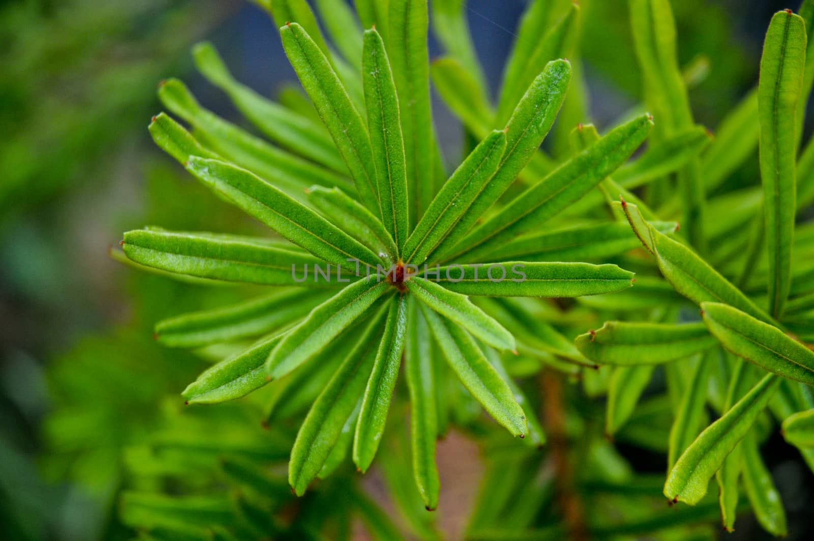 Top tip of fern leaf tree in green forest by eyeofpaul