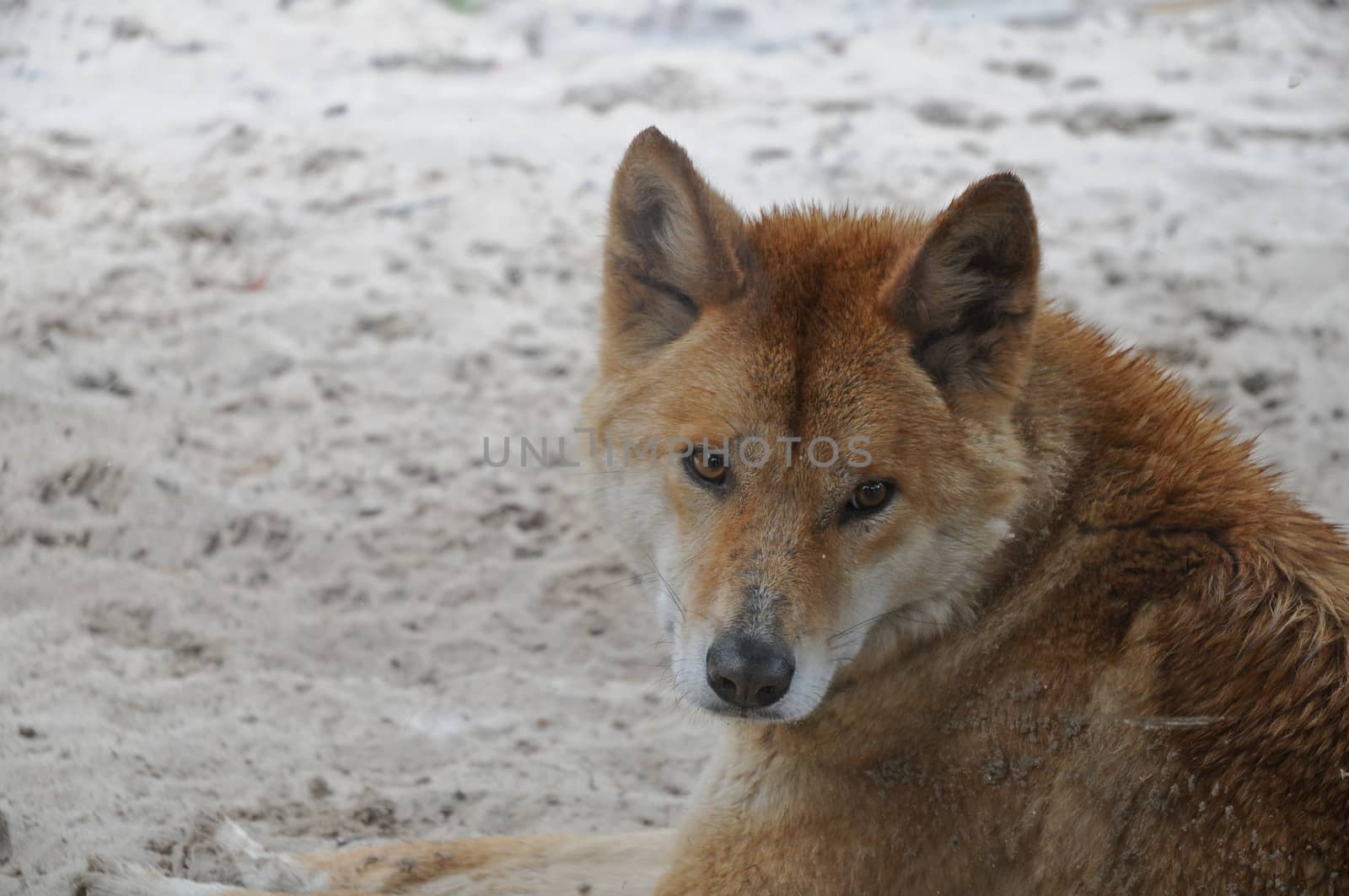 Australian dog Dingo face by eyeofpaul