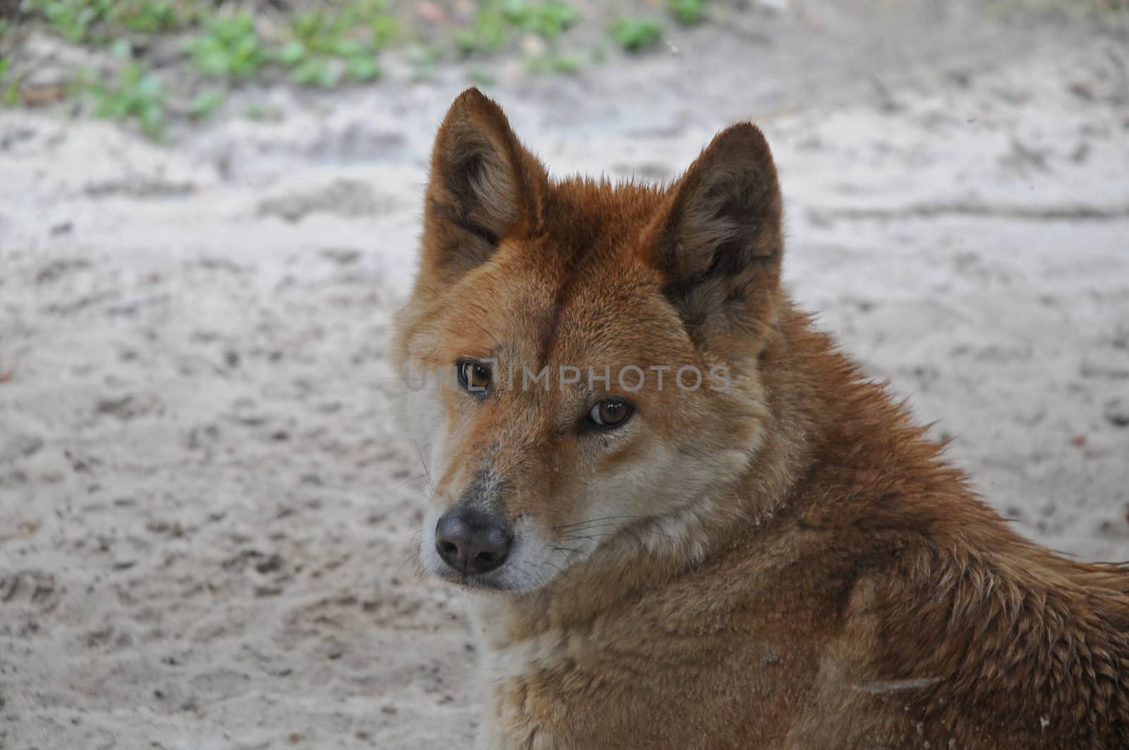 Australian Dingo dog staring by eyeofpaul