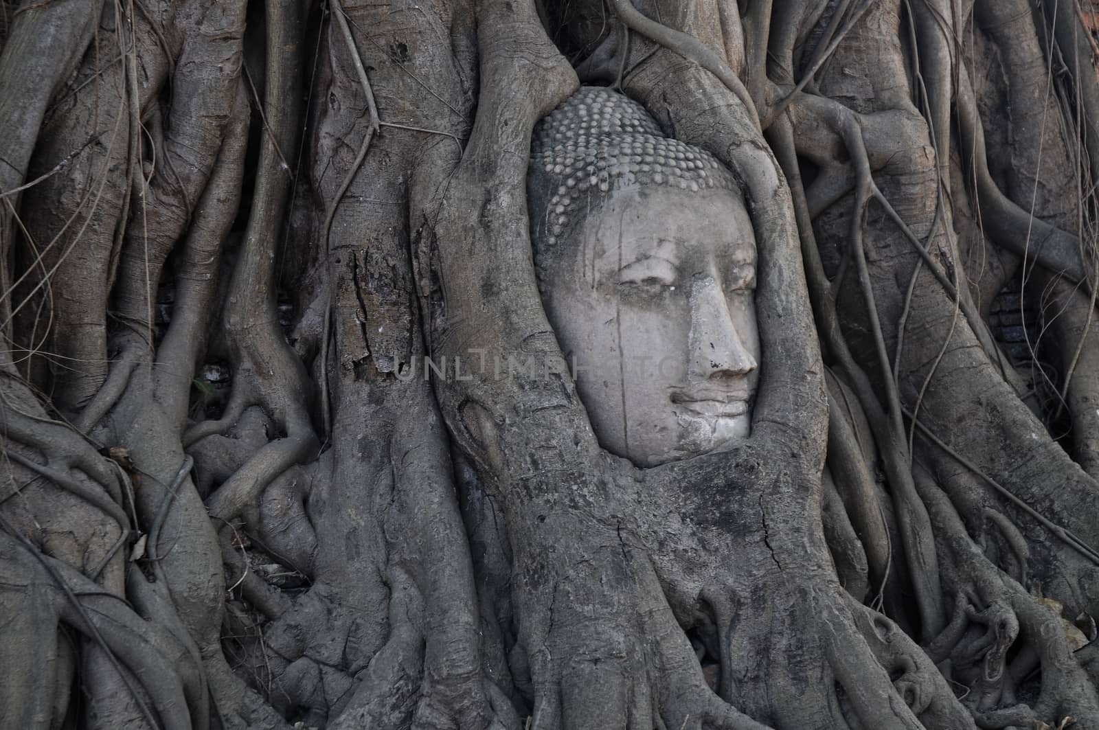 Buddha head inside tree in Ayudhaya Thailand by eyeofpaul