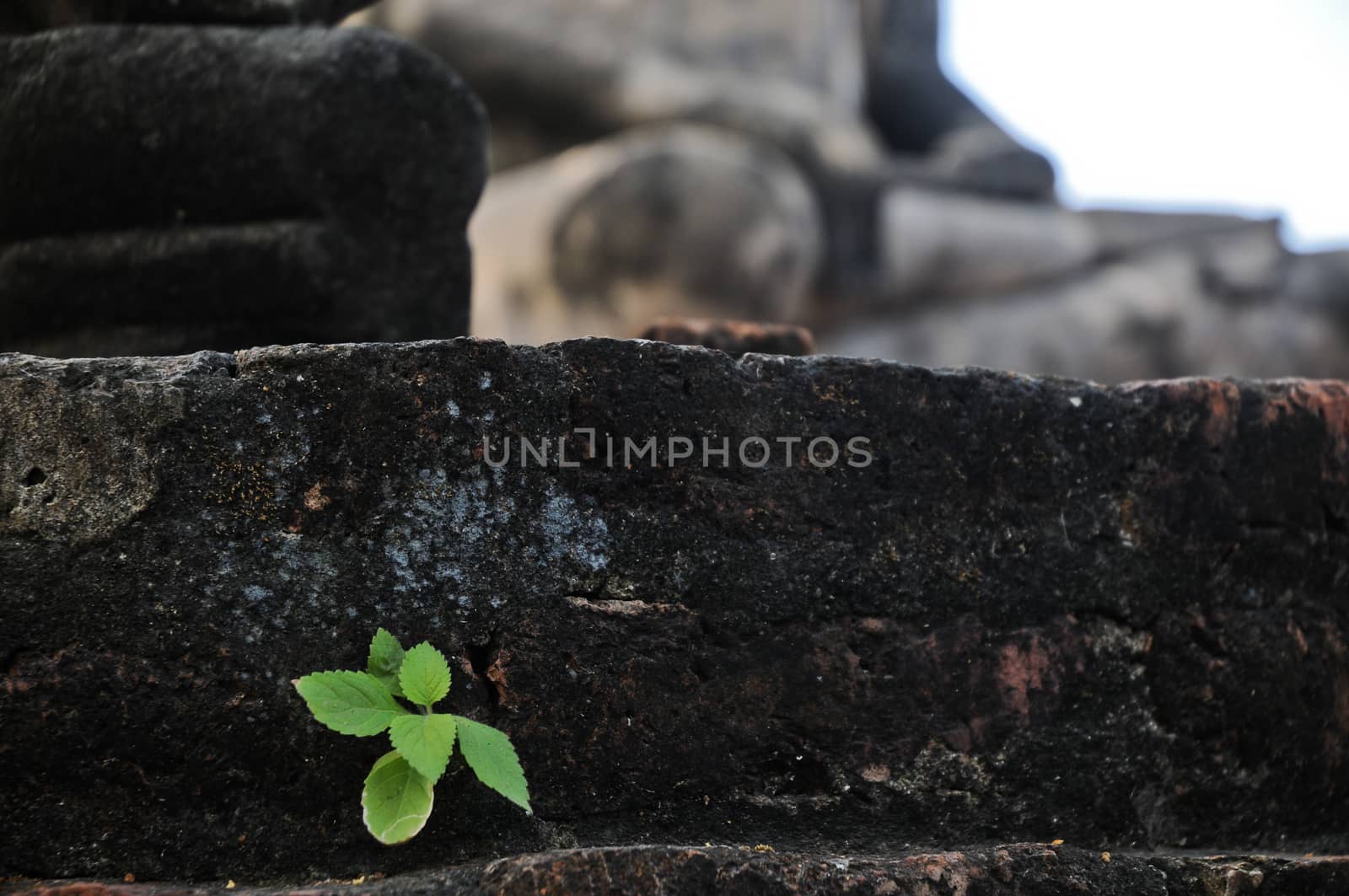 New plant tree grows from brick ruins