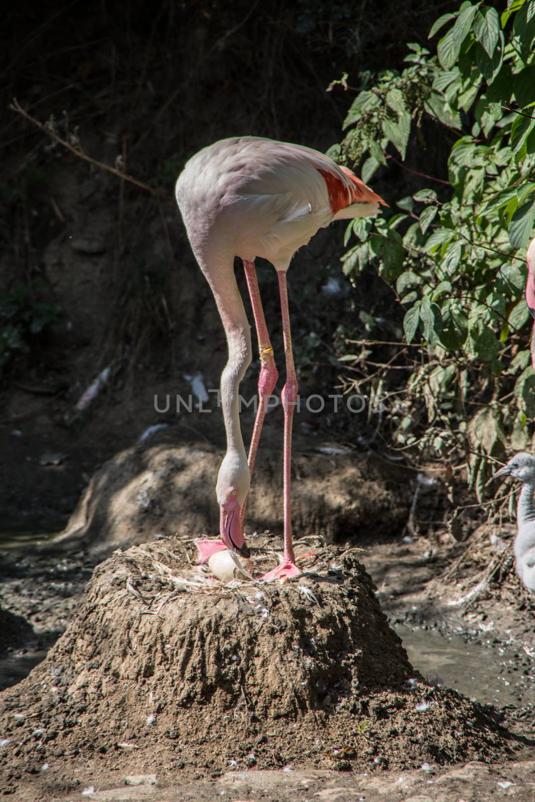 Flamingos with long legs strut around