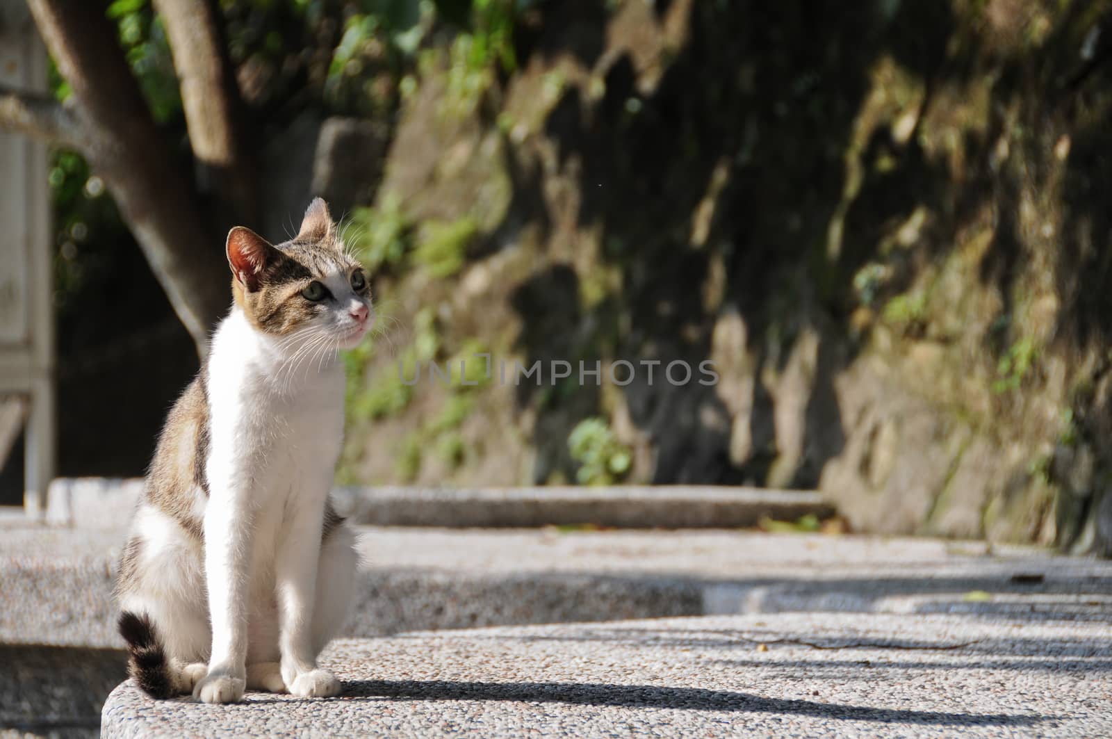 White brown cat look up by eyeofpaul