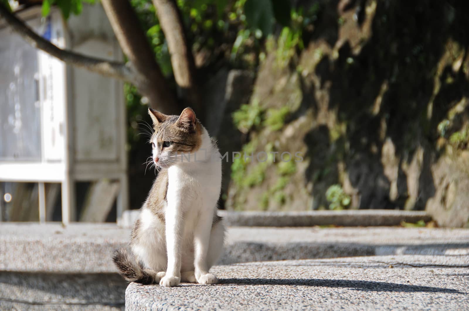 White brown cat look down