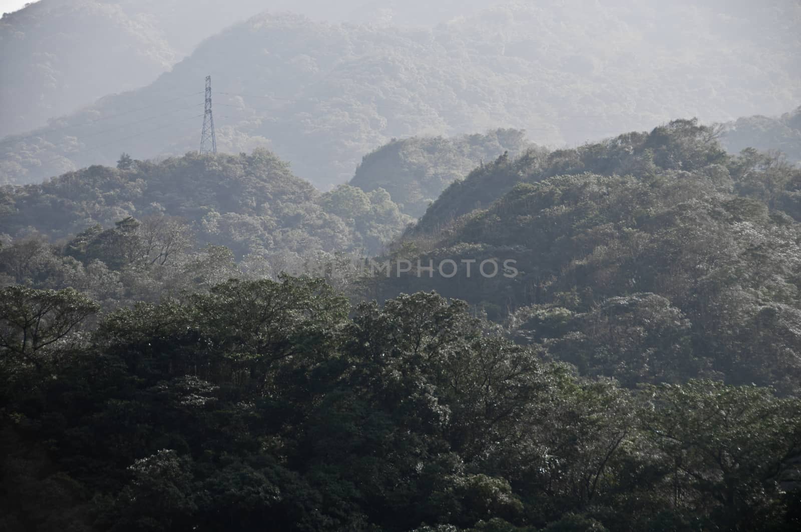 Electricity tower in deep forest
