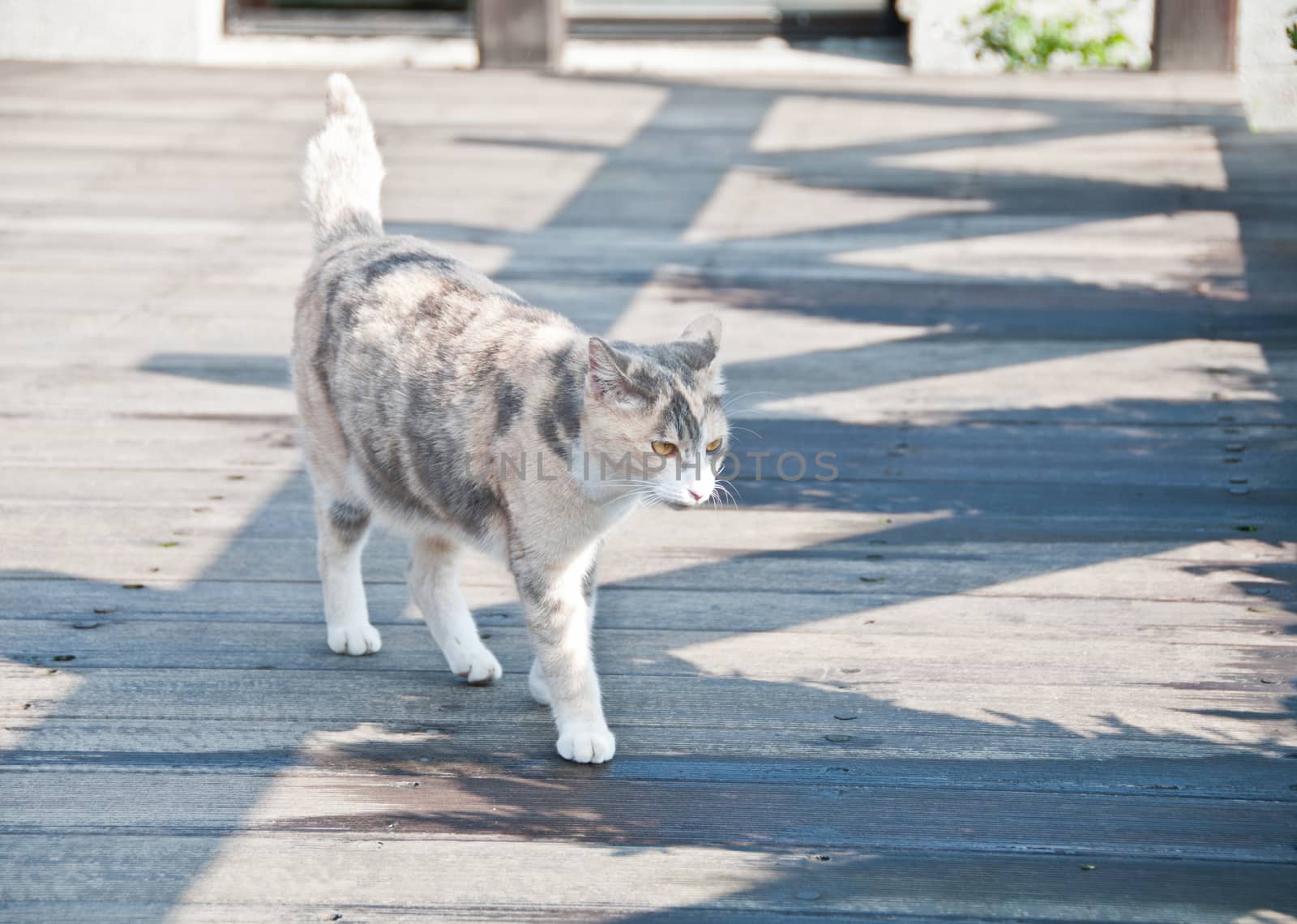 White brown cat walking by eyeofpaul