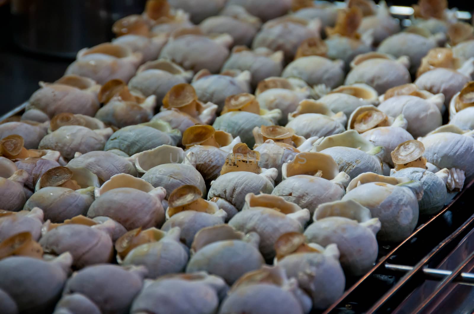 Grilled conch on charcoal bed