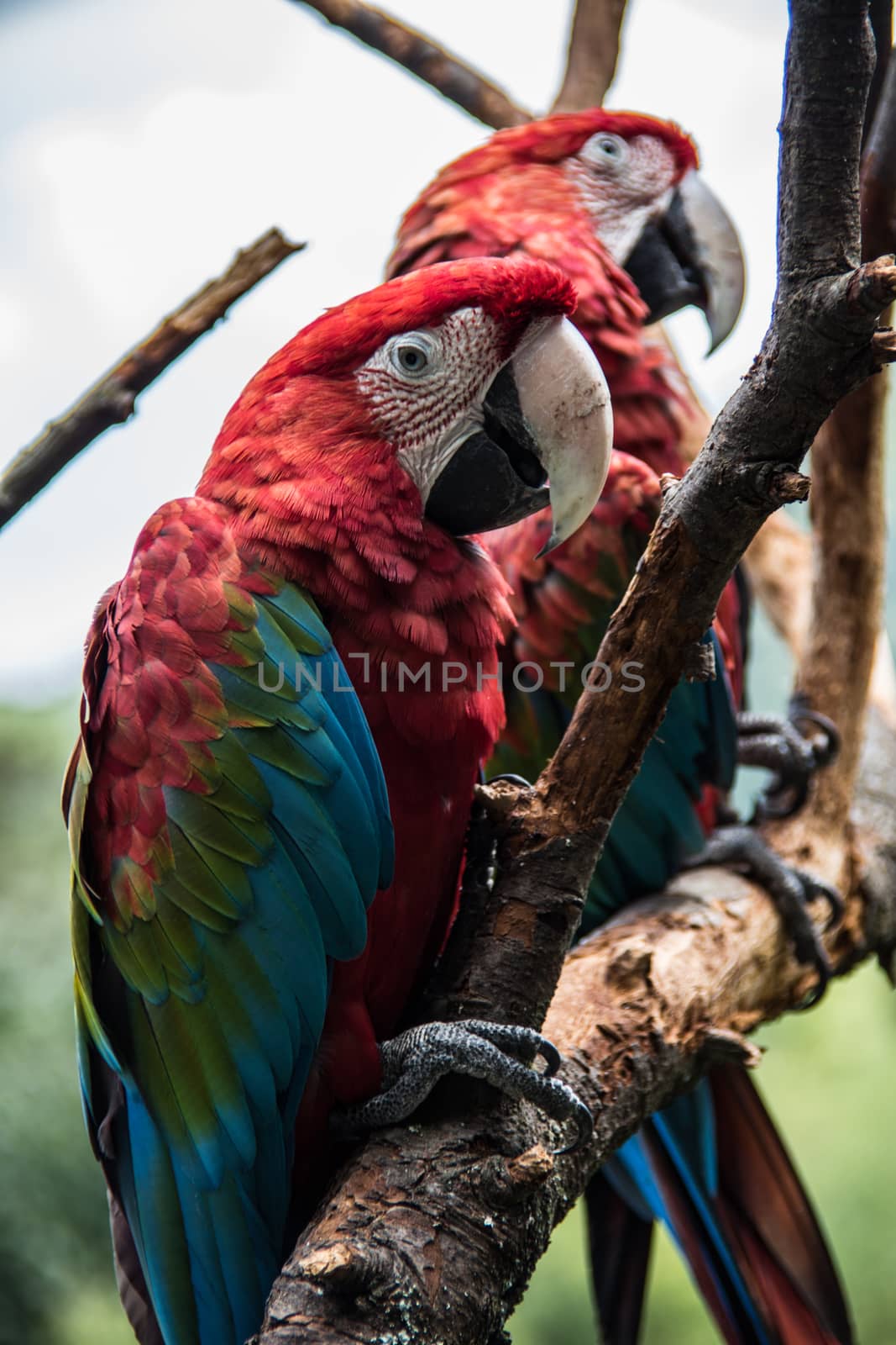 red blue green big parrots from south america