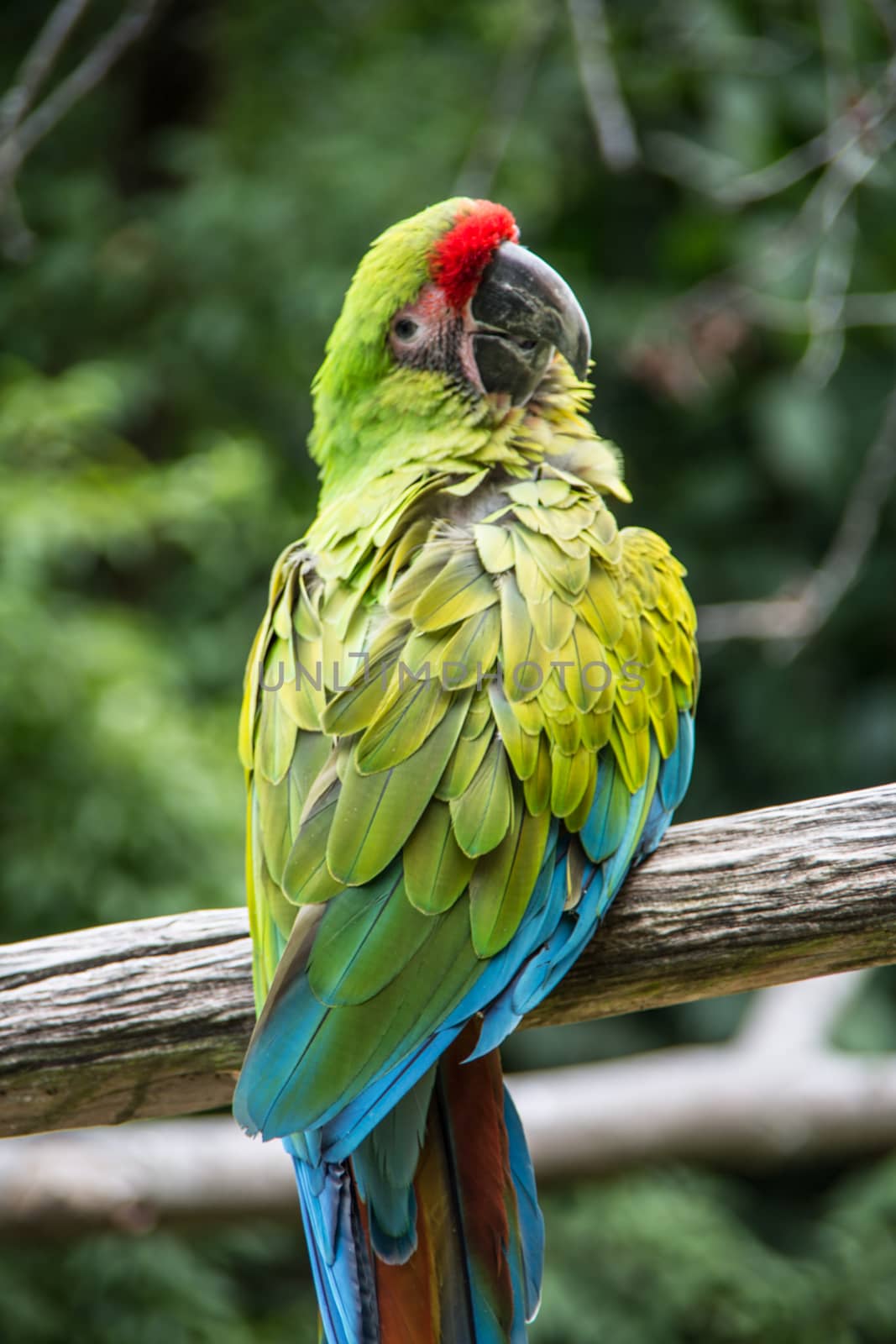 red blue green big parrots from south america