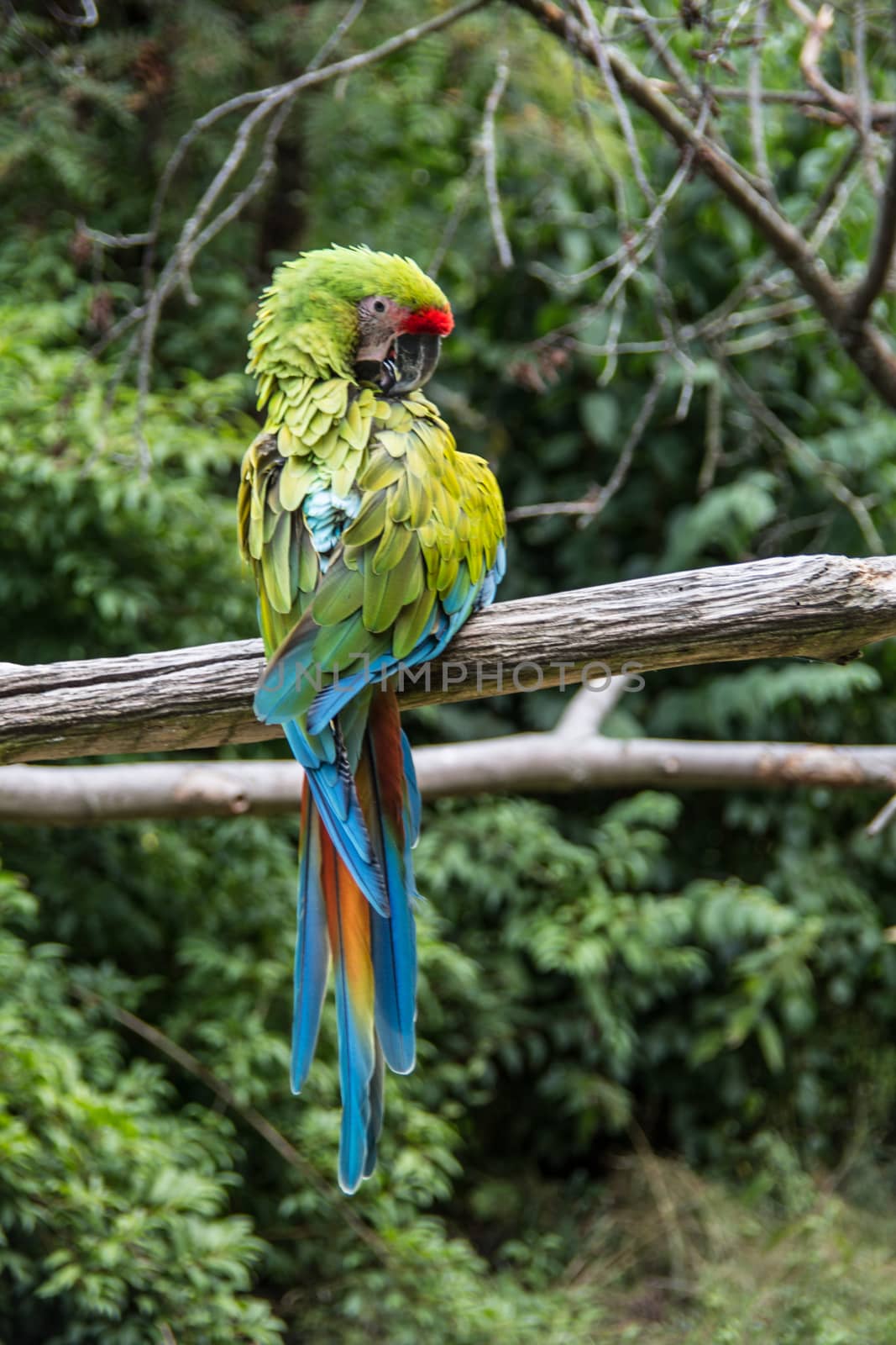 red blue green big parrots from south america