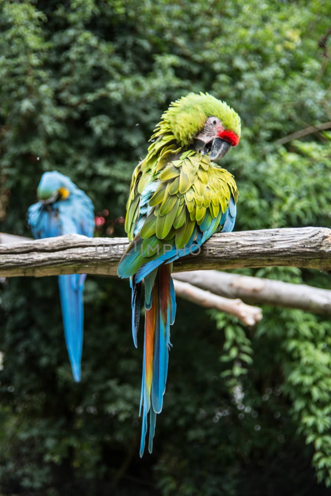 red blue green big parrots from south america