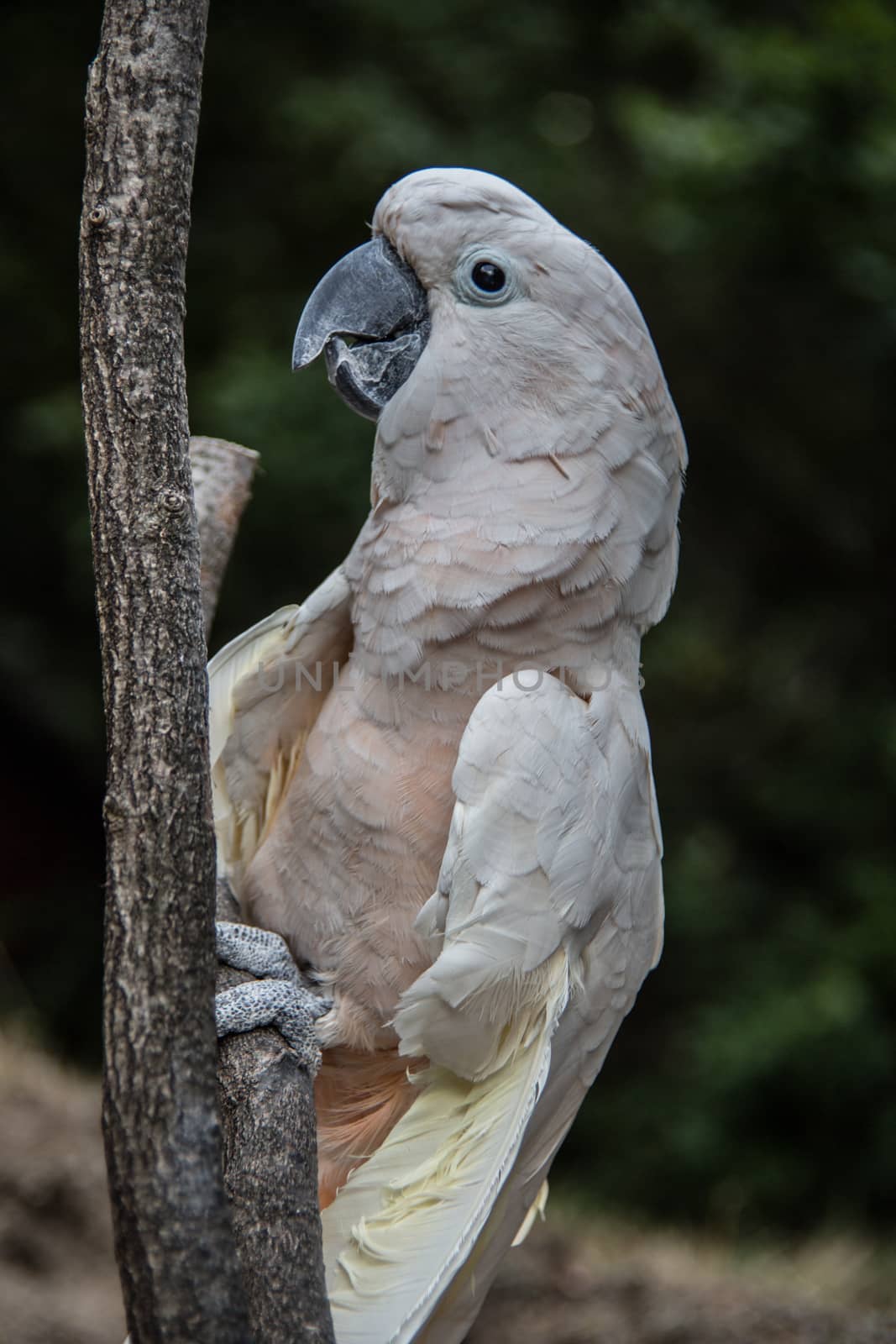 Cockatoo sits in the tree