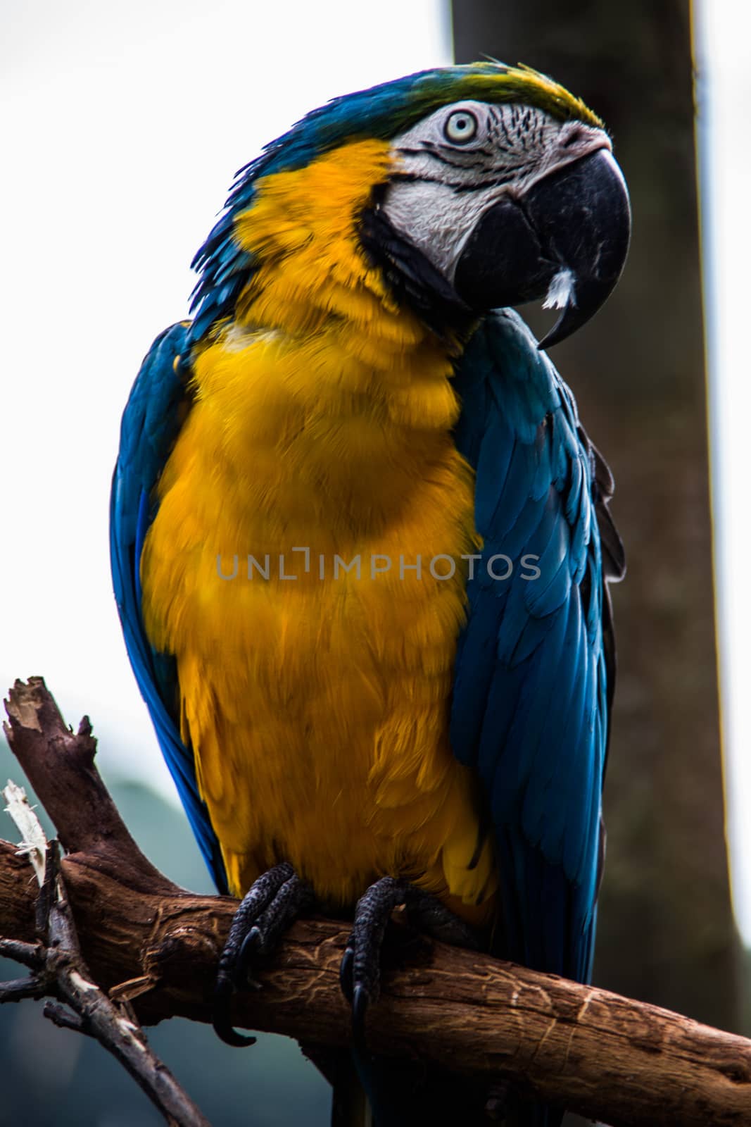 red blue green big parrots from south america