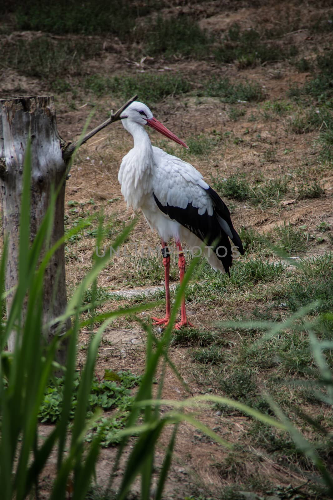 Rattle stork with long, stacking legs