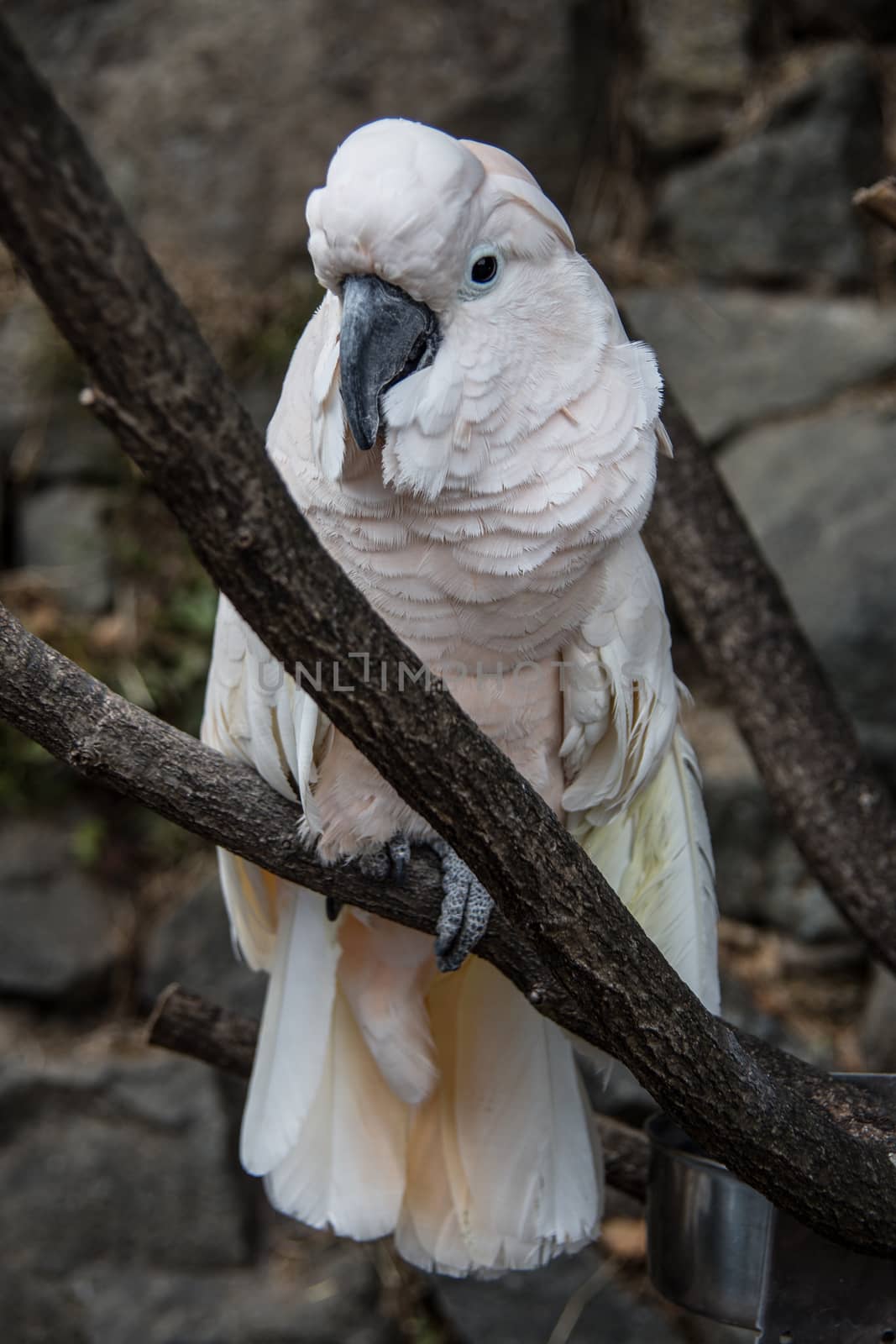 Cockatoo sits in the tree