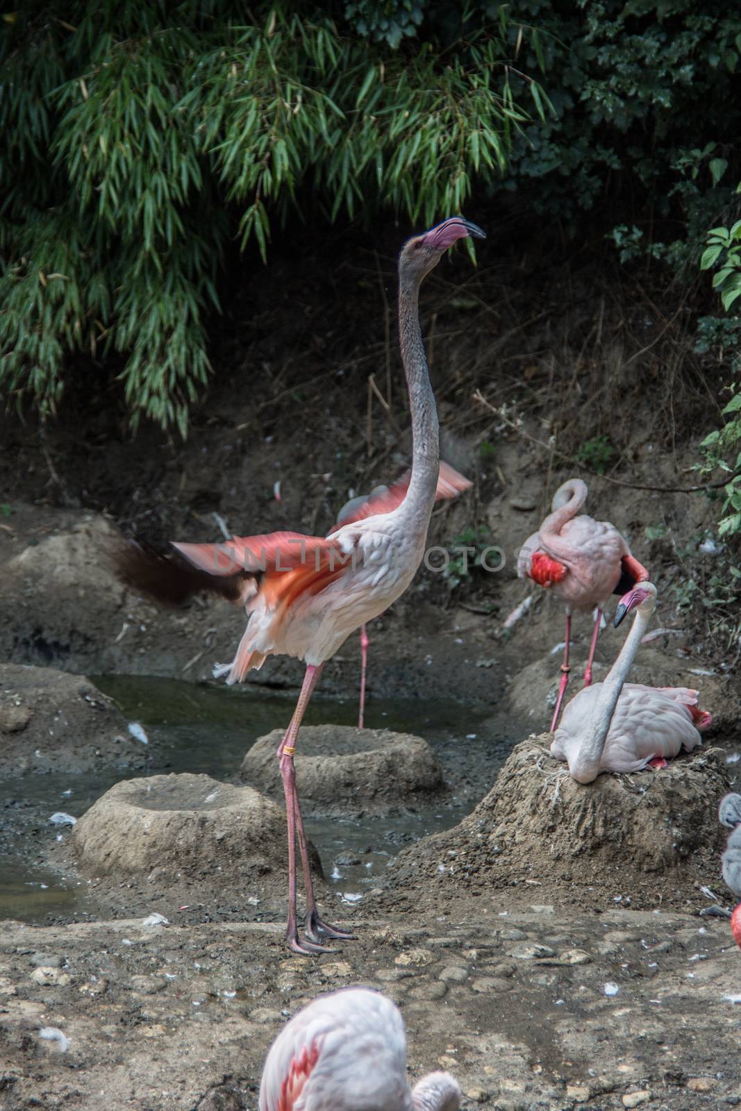 Flamingos with long legs strut around