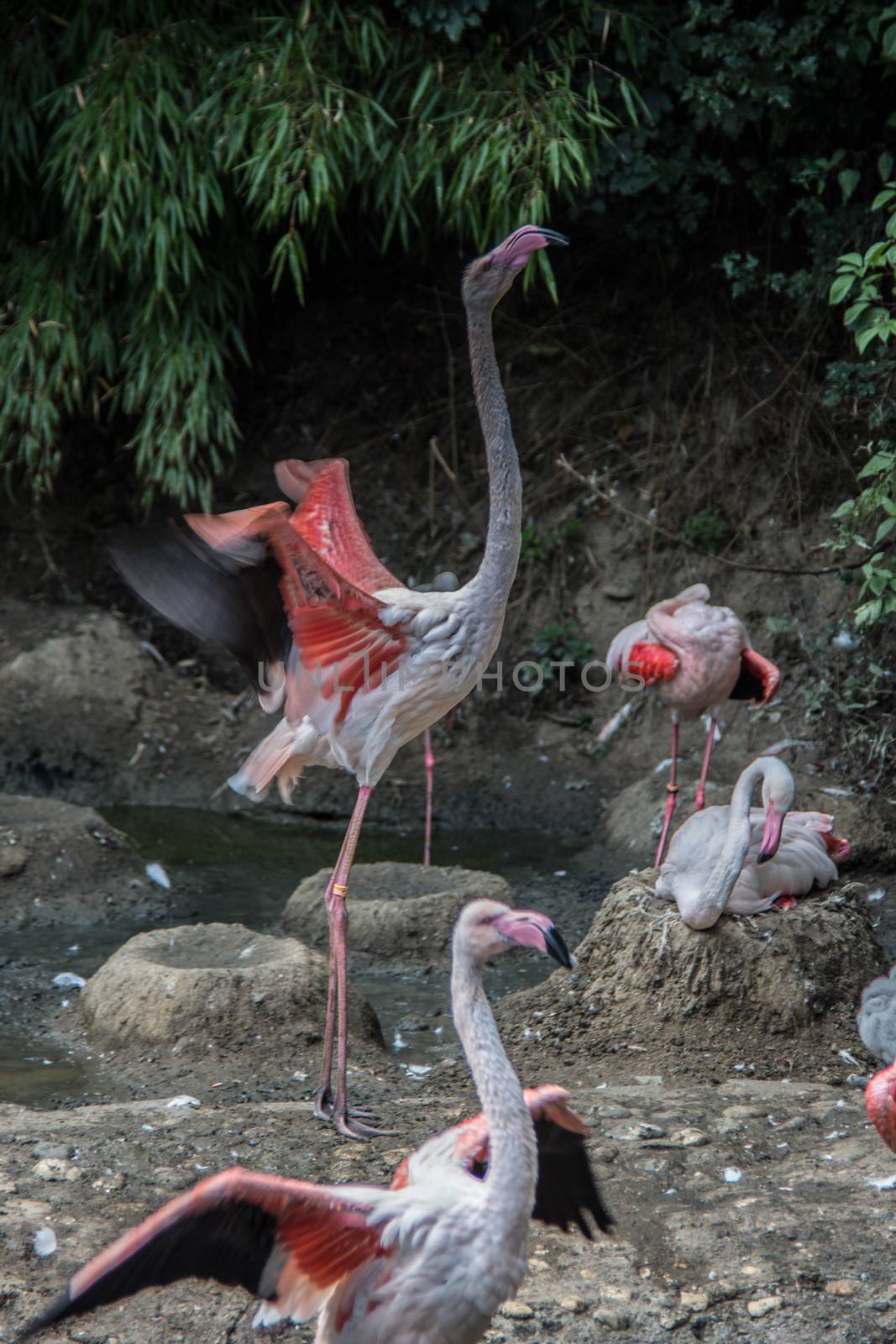 Flamingos with long legs strut around