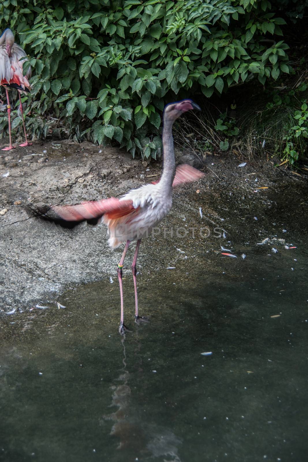 Flamingos with long legs strut around