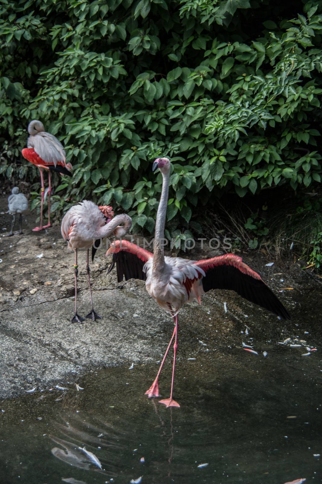 Flamingos with long legs strut around