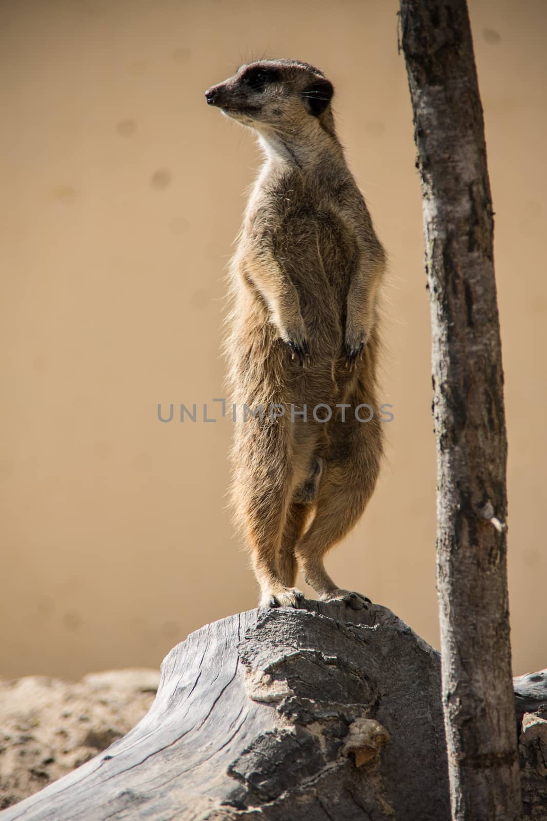 Meerkat playing in the sand