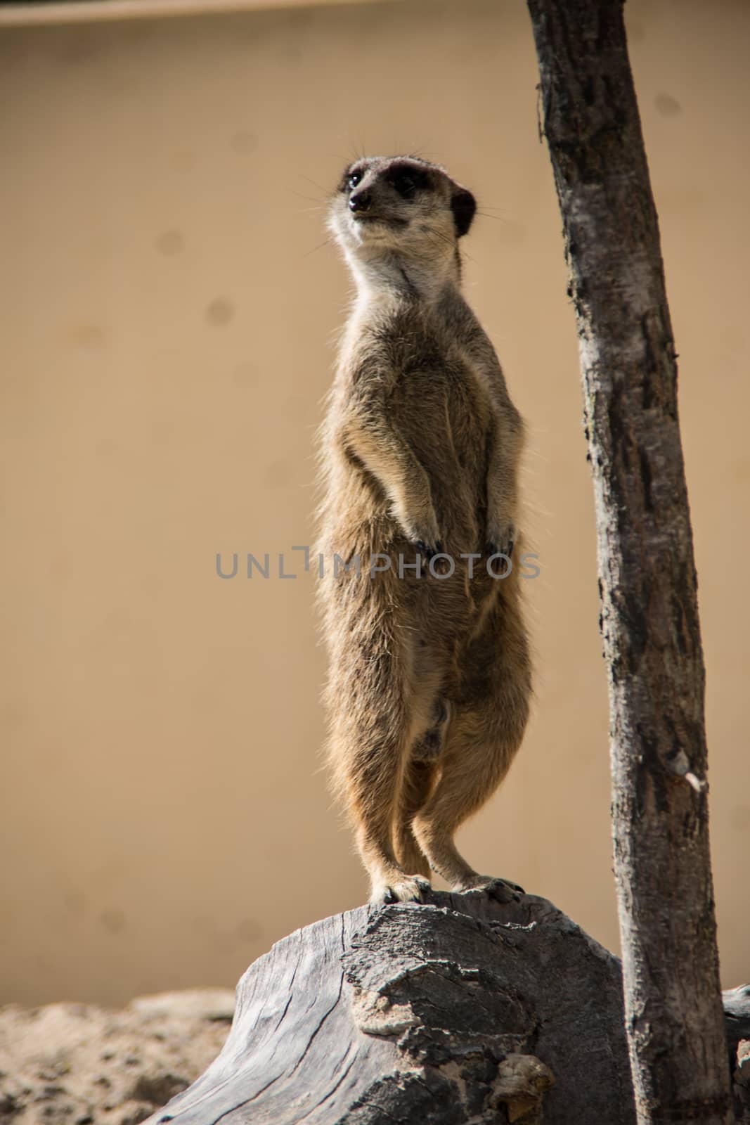 Meerkat playing in the sand