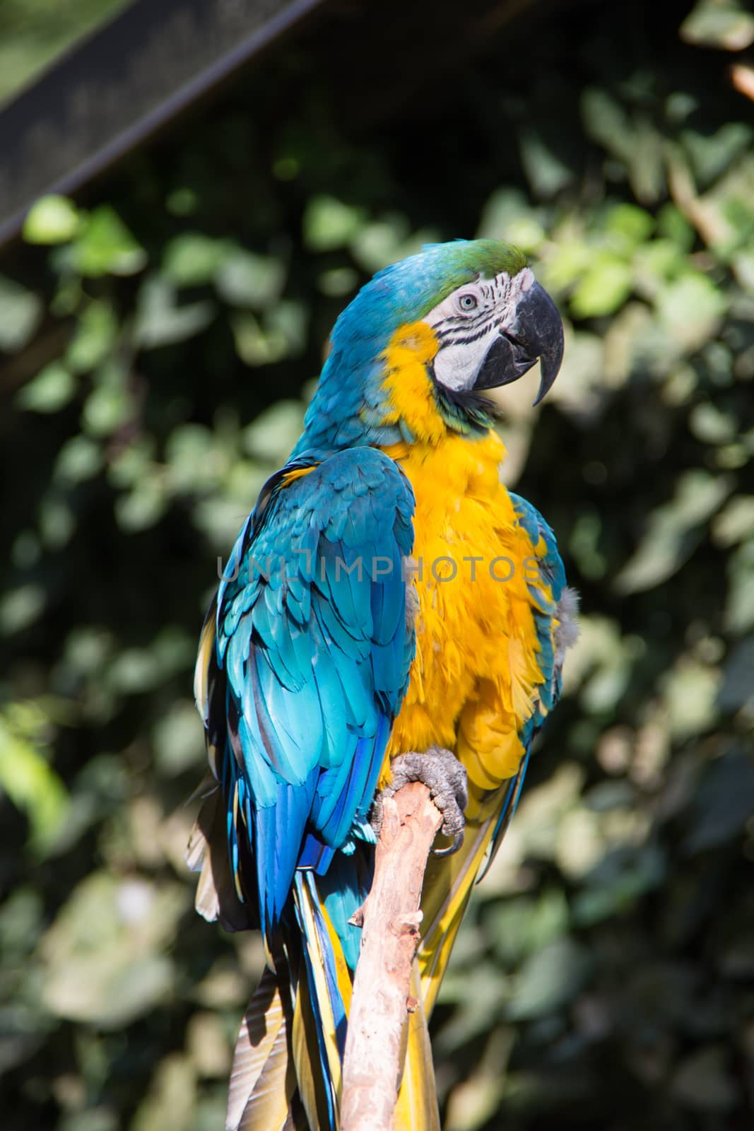 colorful big blue, red, green parrots in the tree