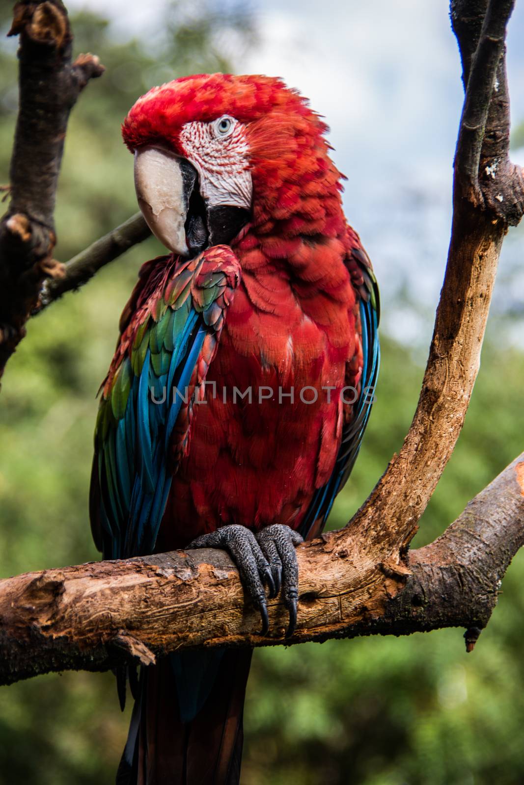 colorful big blue, red, green parrots in the tree by Dr-Lange