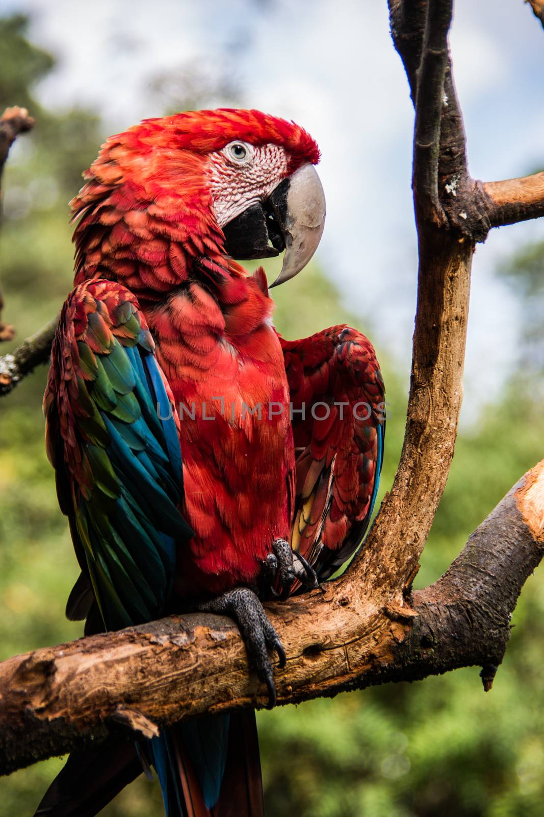 colorful big blue, red, green parrots in the tree by Dr-Lange