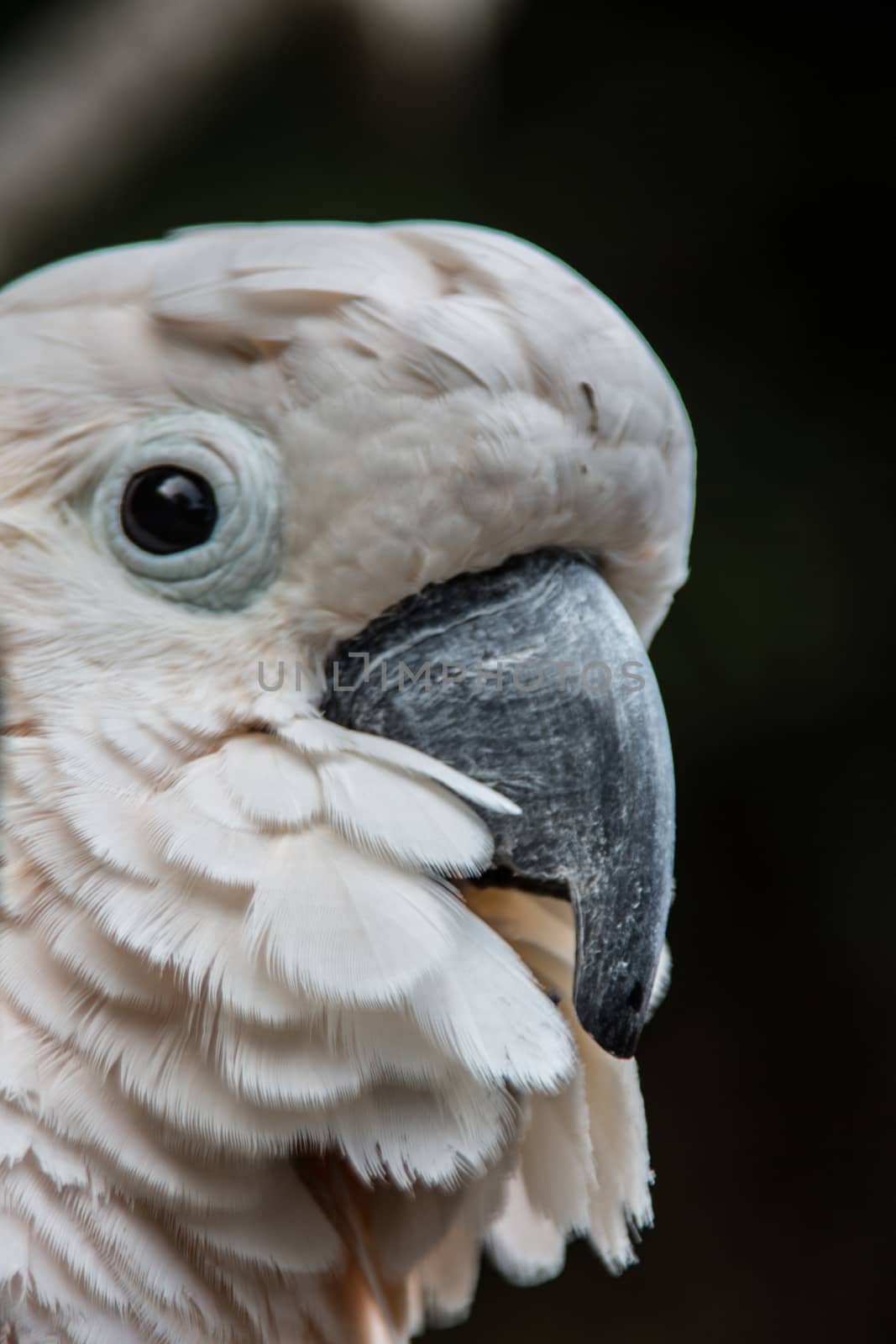 Cockatoo sits in the tree by Dr-Lange