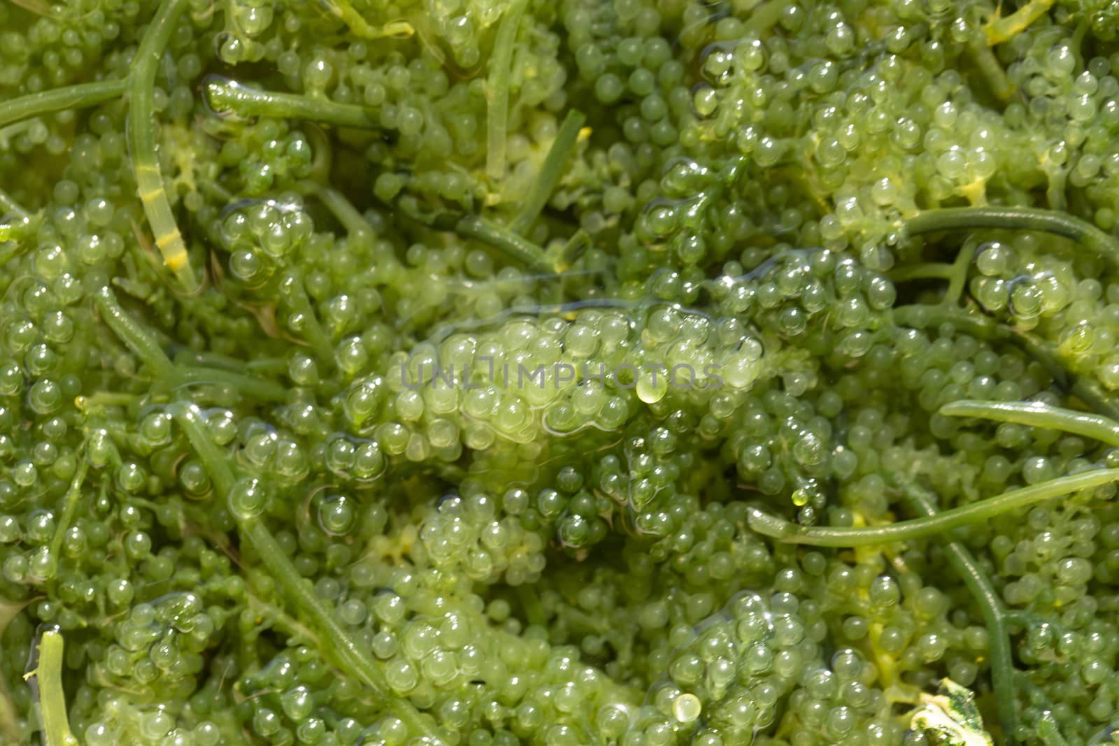 Sea grapes ( green caviar ) seaweed, Healthy food by kaiskynet