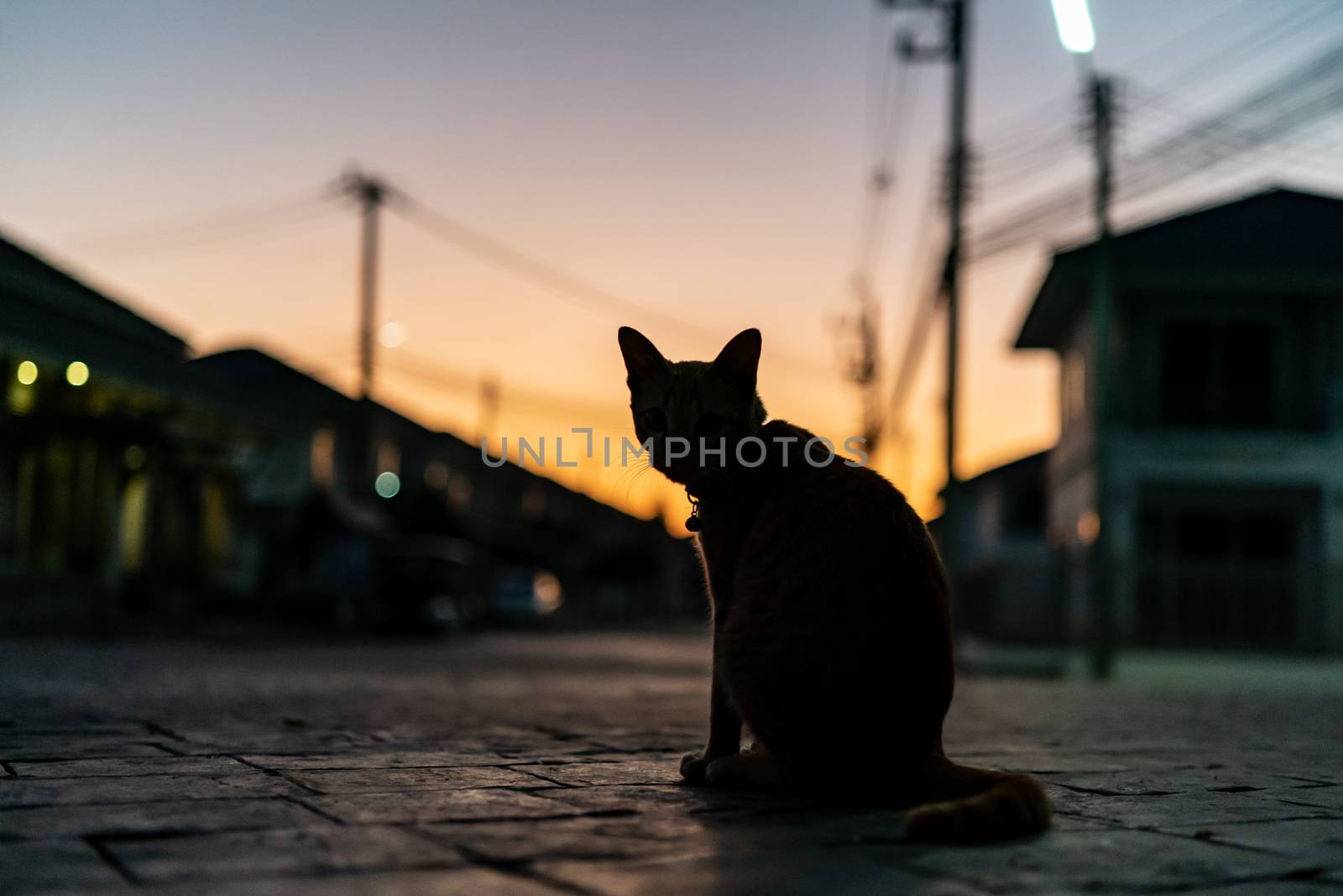 Silhouette front view photo of cat.