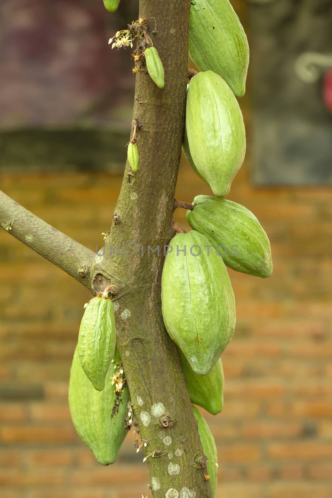 Cacao fruit, raw cacao beans, Cocoa pod on tree.