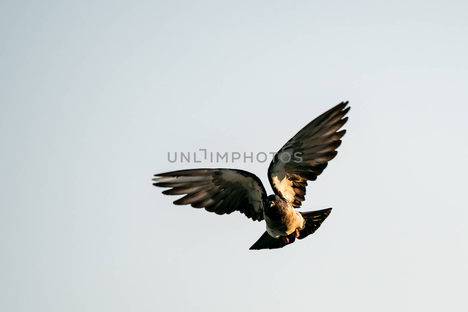 Silhouette flying pigeon bird in the sky.