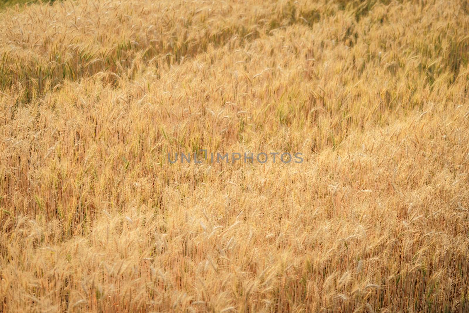 Gold grain ready for harvest in a farm field.