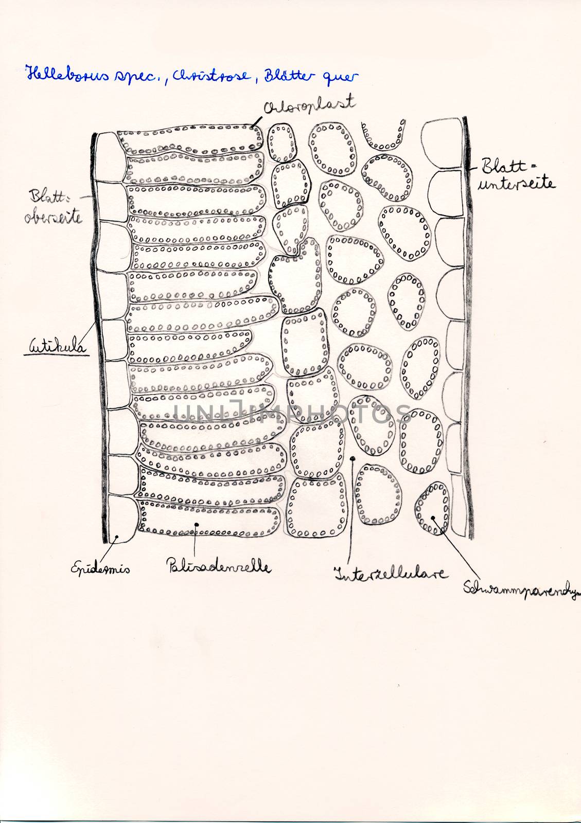 Hand drawing of microscopic herbal preparations by Dr-Lange