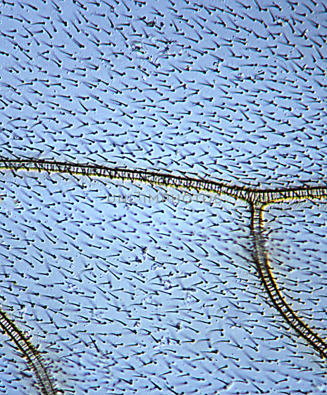 Wasp wing with veins