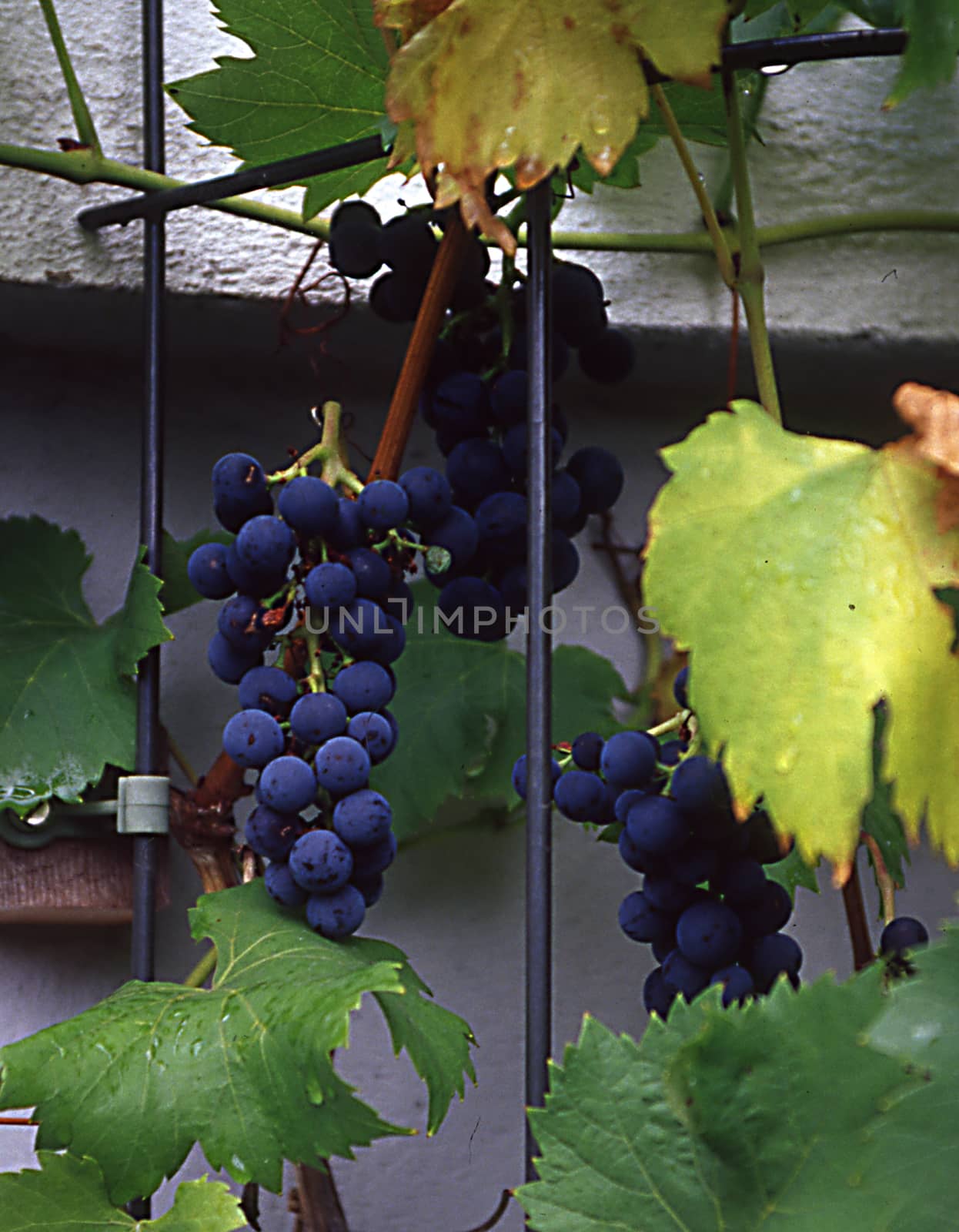 Grape vines with blue grapes on house wall