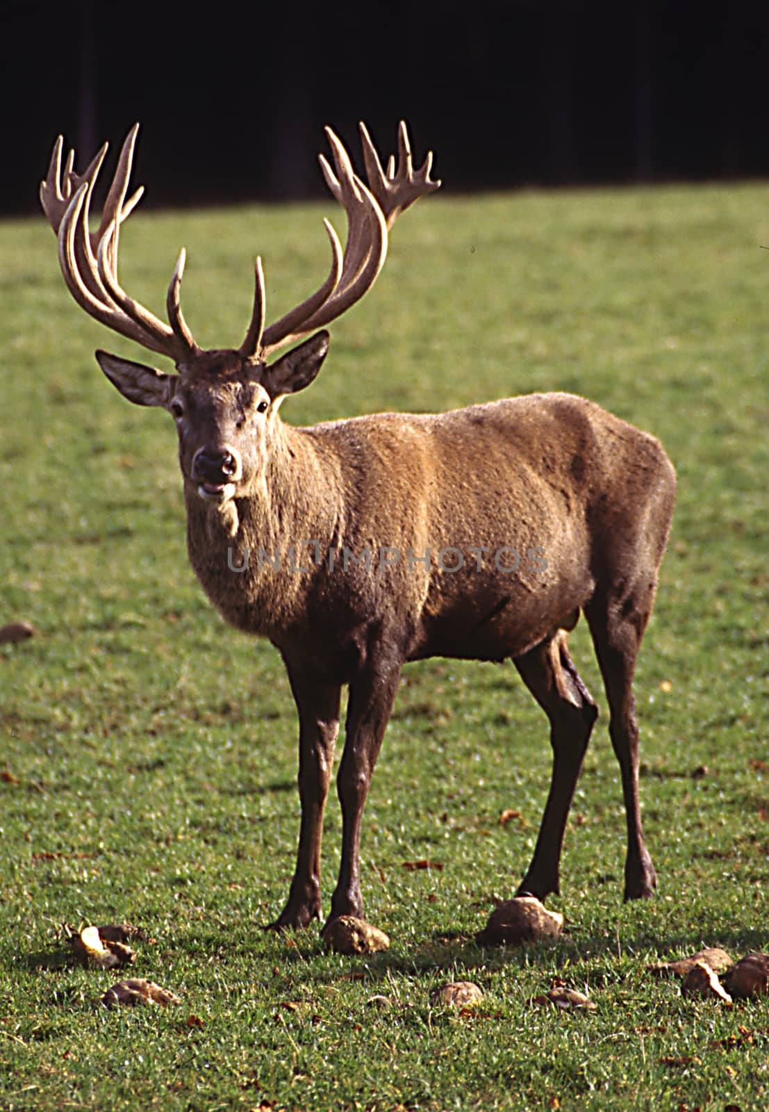 Deer with antlers on meadow by Dr-Lange