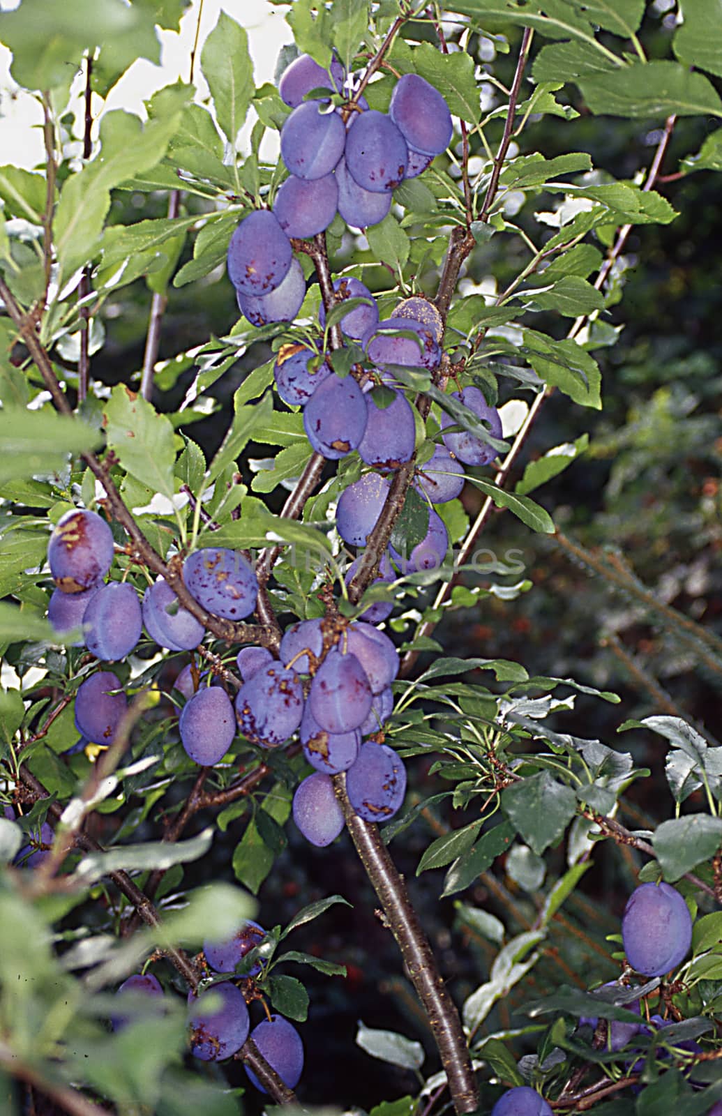 Plum tree with ripe fruit